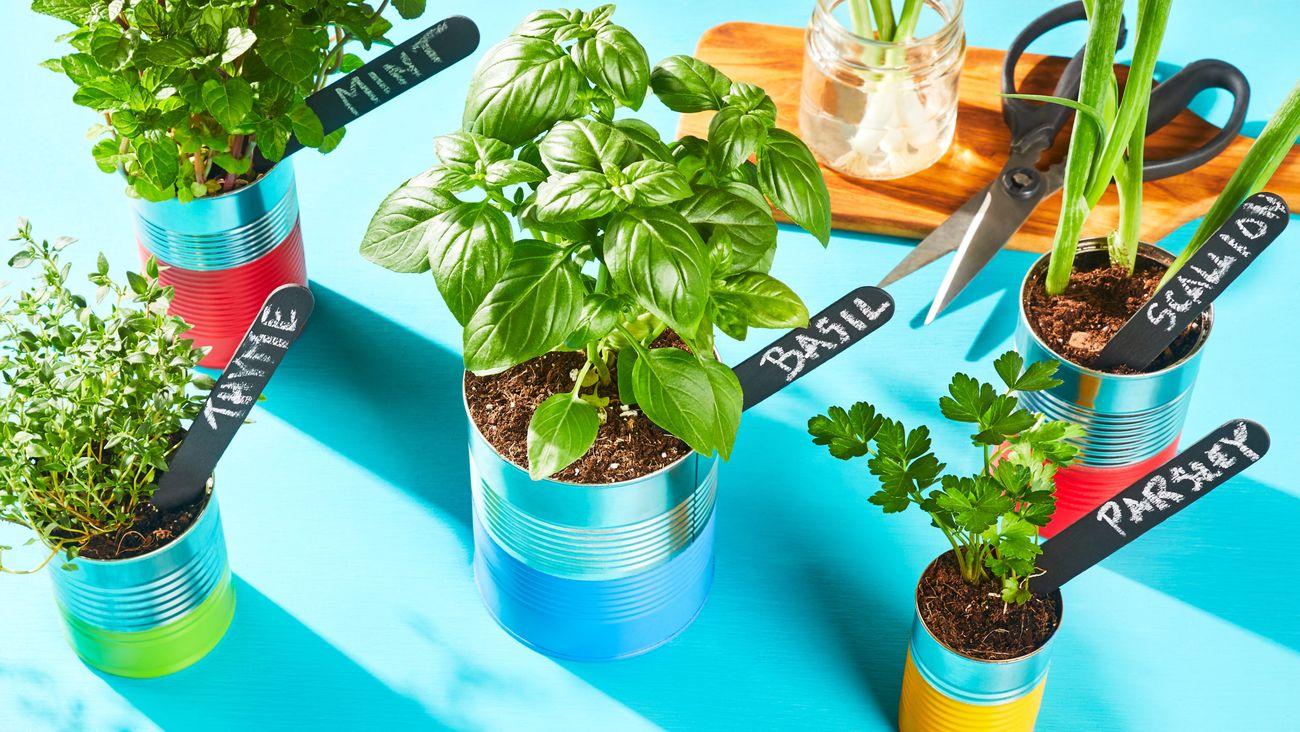 Grow Your Own Indoor Herb Garden with These Easy Tips and Tricks