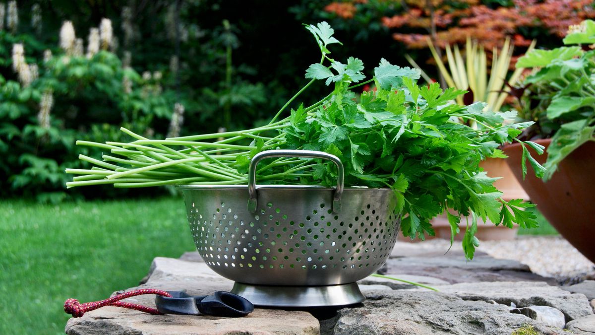 Recipes for Your Indoor Herb Garden – Home Pressure Cooking