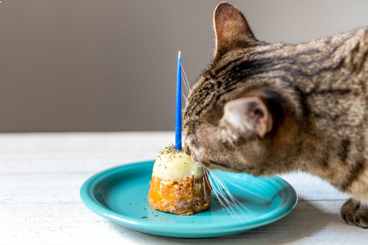 Birthday Cake for Cat Recipe